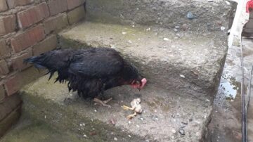 Ölen yavrunun başından ayrılmadı