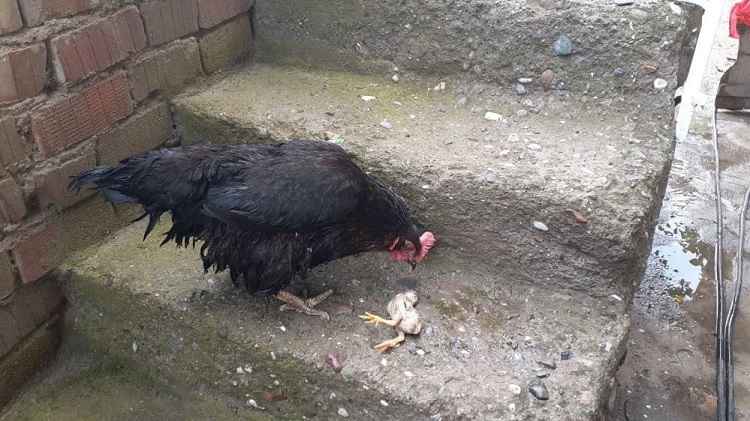 Ölen yavrunun başından ayrılmadı