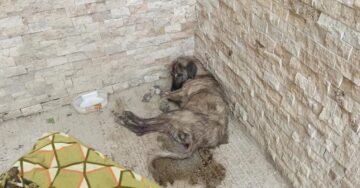 Hayvan severlerden örnek davranış