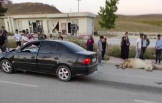 Yaralanan inek hemen kesildi!