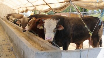 Kurban keserken ceza yemeyin!