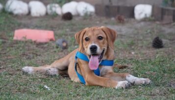 Şila Emniyetin gözbebeği oldu