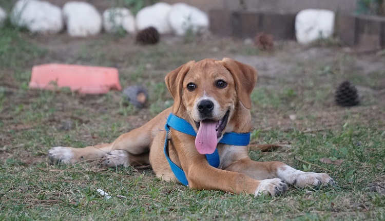 Şila Emniyetin gözbebeği oldu