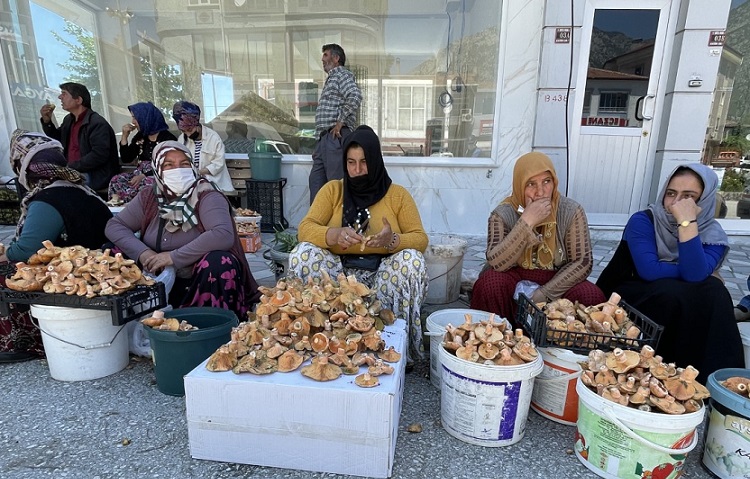 Kargı’da mantar sezonu başladı
