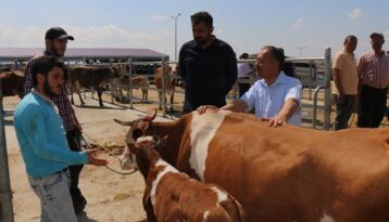 Kurbanlık alacaklara önemli uyarı!