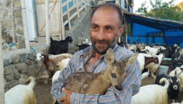 Yavru karacayı çoban buldu