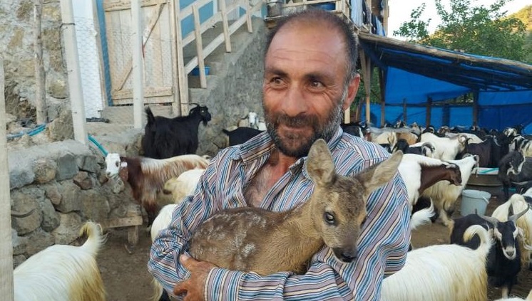 Yavru karacayı çoban buldu