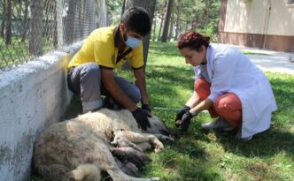 Yavru köpekler annesiz kaldı!