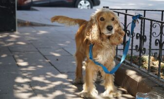 Sevimli köpek böyle bulundu