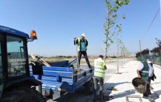 13 bin ağaç toprakla buluşacak