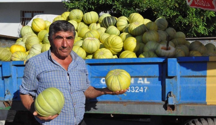Meşhur 10 dilim kavun tezgahlarda