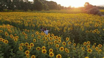 Çorum’da ayçiçeği güzellik saçtı