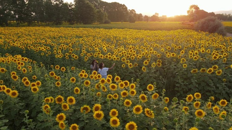Çorum’da ayçiçeği güzellik saçtı