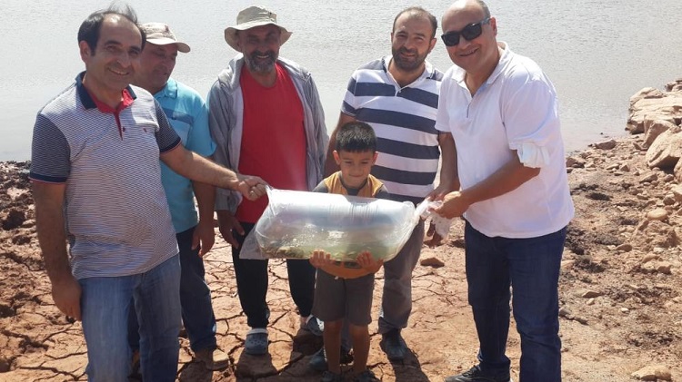 Göletlere sazan yavrusu bırakıldı