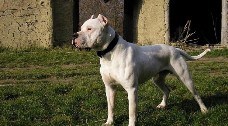 Bu köpekler için yeni uygulama!