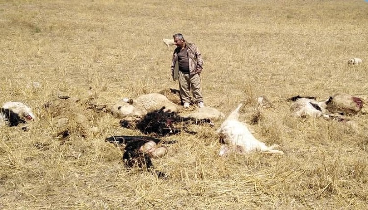 Çorum’da kurt sürüye saldırdı!