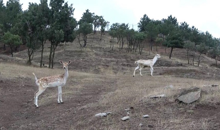 Sıklık Tabiat Parkına ala geyik salındı