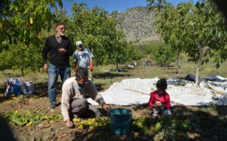 Oğuzlar’da ceviz hasadı başladı