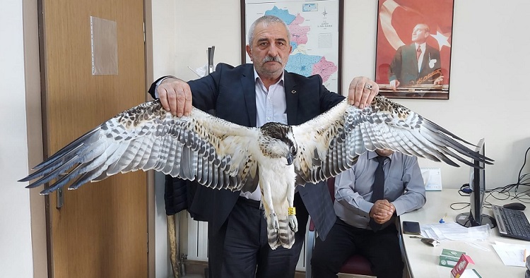 Balık kartalını elektrik çarptı!