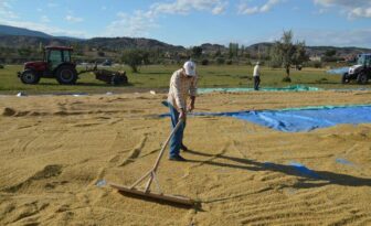 Beyaz altının sofralara yolculuğu