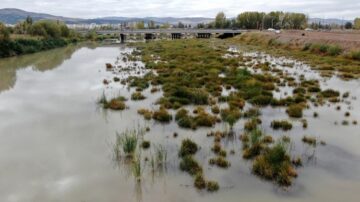 Kızılırmak nehri otlağa dönüştü!