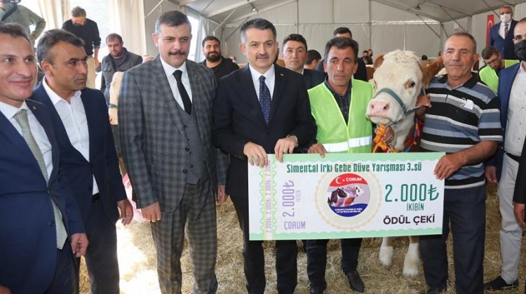 En güzel düveler güzellikte yarıştı