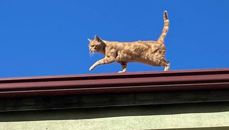 Çorum’da 4 yıldır çatıdan inmiyor!