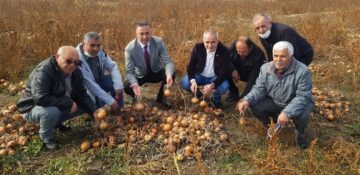 Çorum’da soğanlar tarlada kaldı!