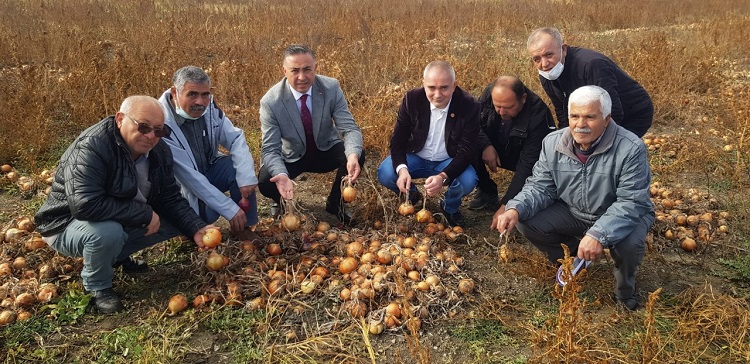 Çorum’da soğanlar tarlada kaldı!