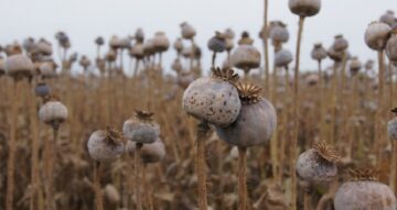 Başkan’dan Ortaköylü çiftçilere müjde!
