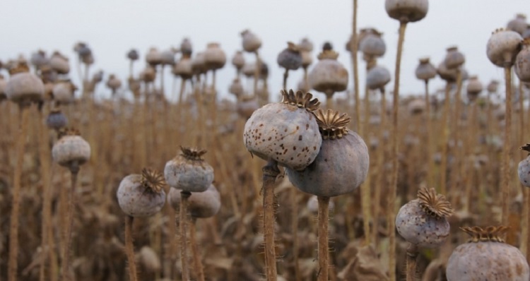Başkan’dan Ortaköylü çiftçilere müjde!