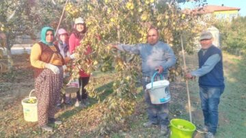 40 ton deveci armudu hasadı yapıldı