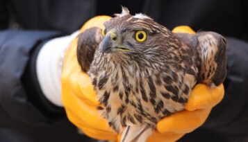 Yaralı atmaca tedavi altında