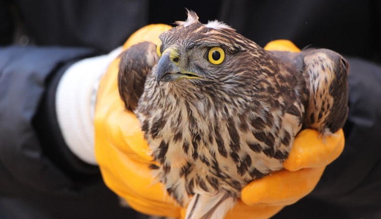 Yaralı atmaca tedavi altında