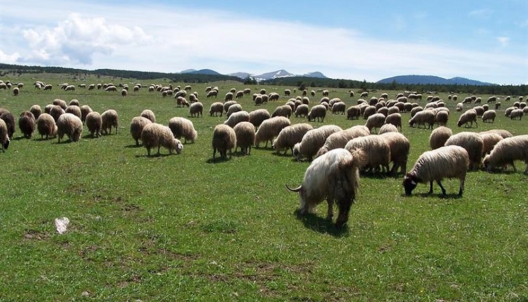 Koyun ıslah alt projesine onay
