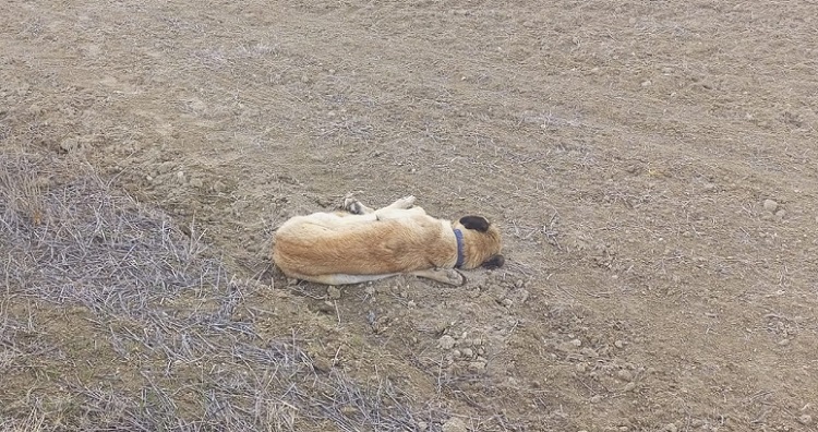 Boş arazideki köpekleri vurdular!