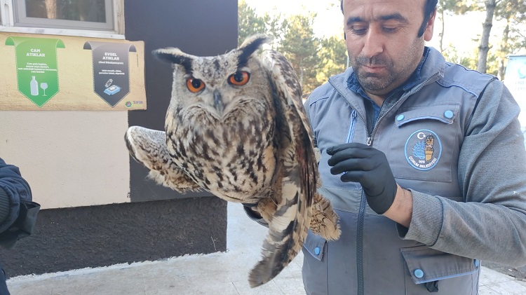 En büyük Puhu kuşu şaşırttı!