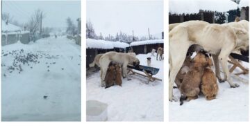 Sokak hayvanlarına yem bıraktılar