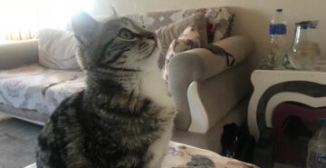 Belgesel izleyen kedi güldürdü