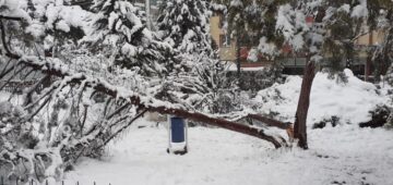 Ağaçlar kökünden sökülerek devrildi