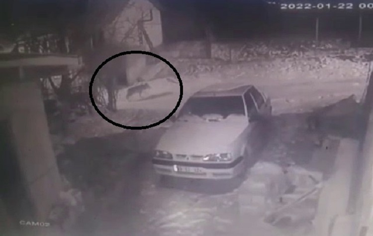 Aç kalan kurt köye indi!