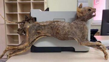 80 yıllık hayvan cesedi şaşırttı!