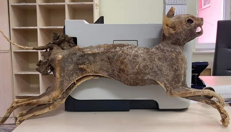 80 yıllık hayvan cesedi şaşırttı!