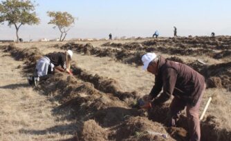 Çorum’da 1 milyon fidan dikildi