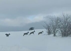 Aç kalan karacalar ana yola indi!