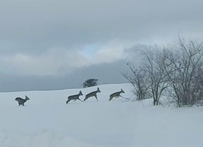 Aç kalan karacalar ana yola indi!