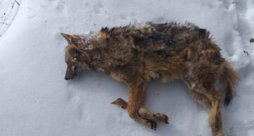 Karaca ve çakal donmuş bulundu