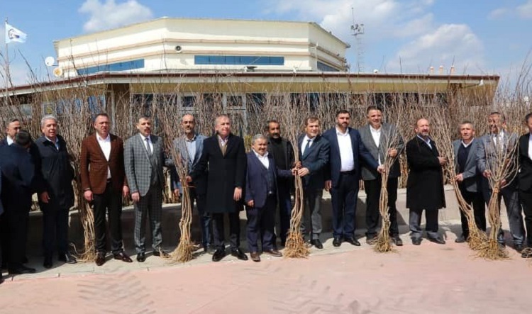 Süne ile mücadelede karadut fidanı!