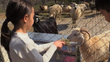 Hayvanları besleyip mutlu oldular