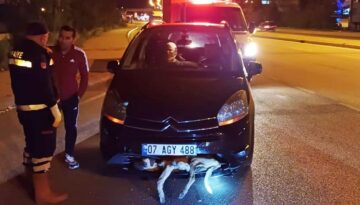 Köpek arabanın tamponuna sıkıştı